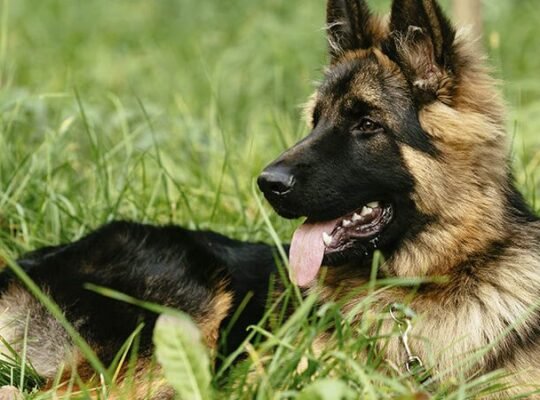 German Shepherd Female